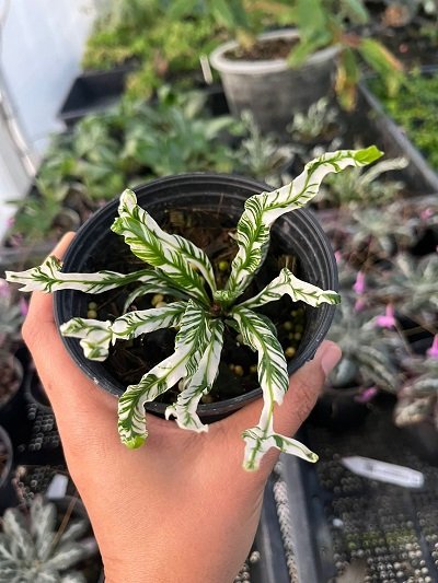 Asplenium sp. Japan variegated