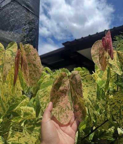 Bauhinia sp. variegated