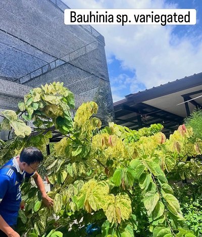 Bauhinia sp. variegated