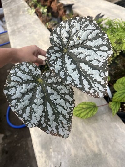 Begonia 'Betsy'