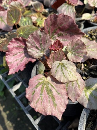 Begonia Martin's Mystery