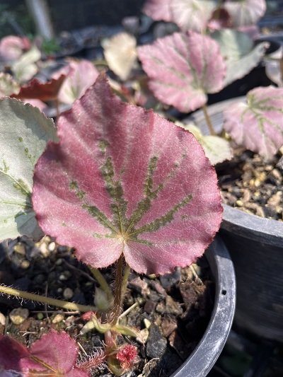 Begonia Martin's Mystery