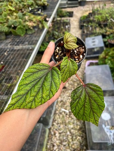 Begonia abdullahpieei