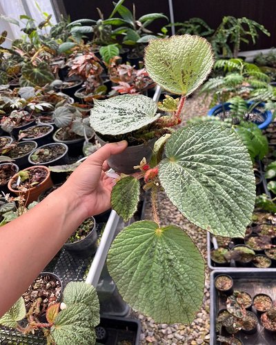 Begonia aketajawe white form