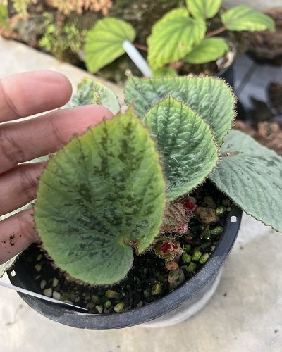 Begonia aketajawe white form