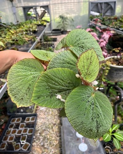 Begonia aketajawe white form