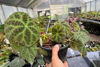 Begonia arachnoidea