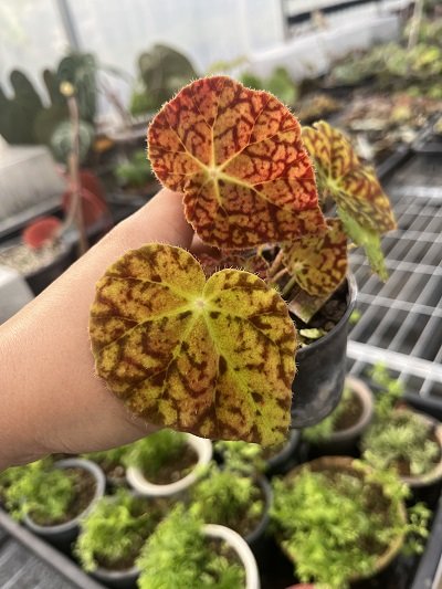 Begonia autumn Amber 'Tiger Curled Leaves'