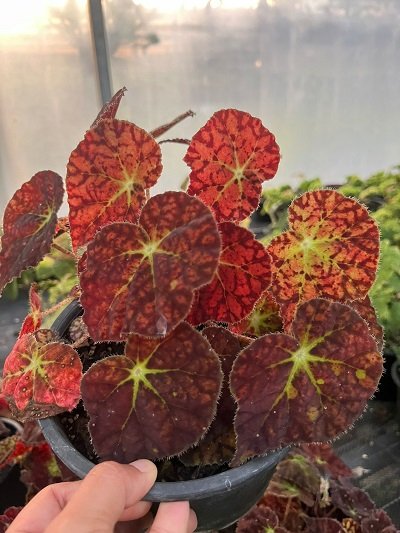 Begonia autumn Amber 'Tiger Curled Leaves'