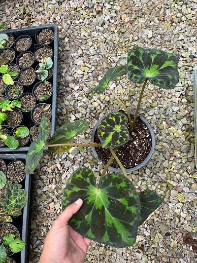 Begonia barsalouxiae