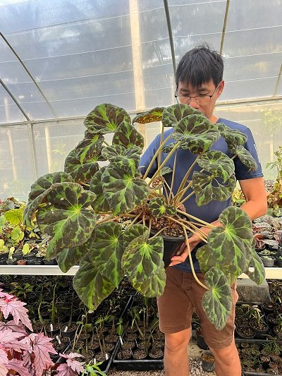 Begonia barsalouxiae