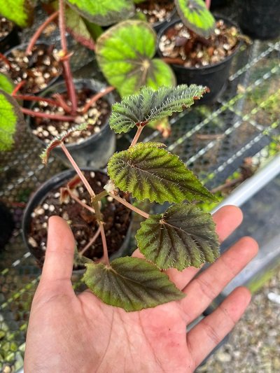 Begonia bartonea