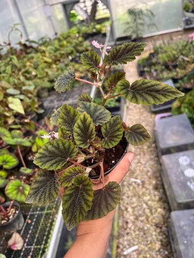 Begonia bartonea