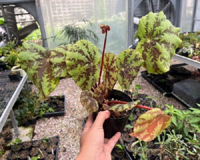 Begonia brunneosquamata