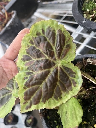 Begonia dongoranensis