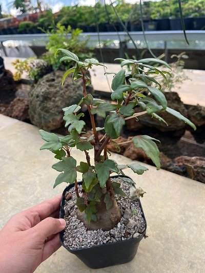 Begonia dregei (Seedling)