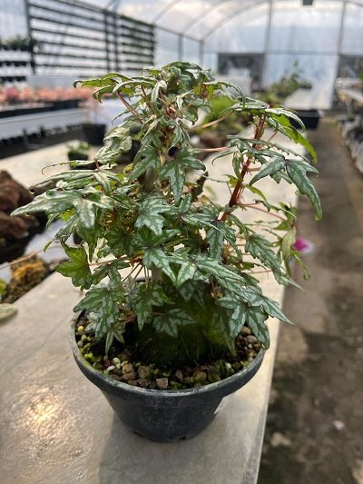 Begonia dregei var. Tweedle Dee