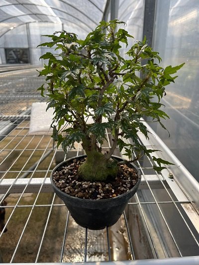 Begonia dregei var. Tweedle Dee