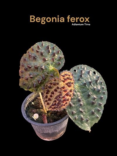 Begonia ferox