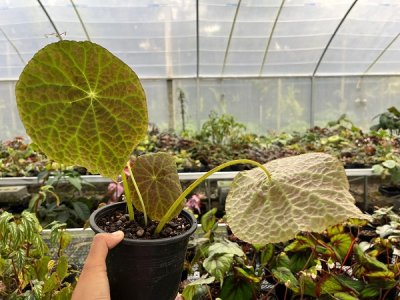 Begonia goegoensis