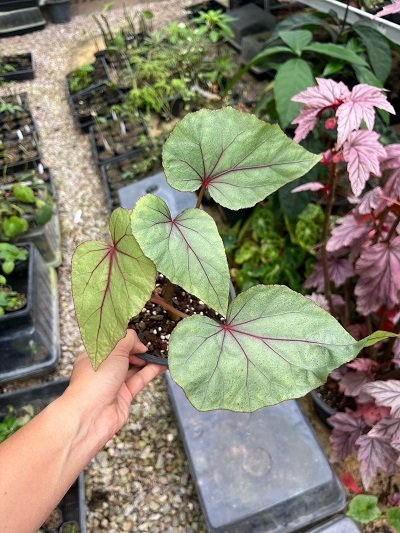 Begonia handelii