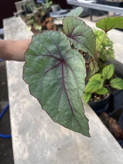 Begonia handelii
