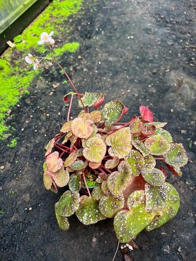 Begonia hybrid