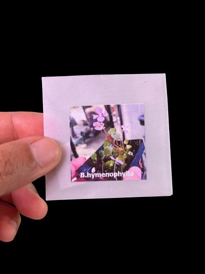 Begonia hymenophylla