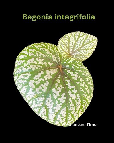Begonia integrifolia (spot form)