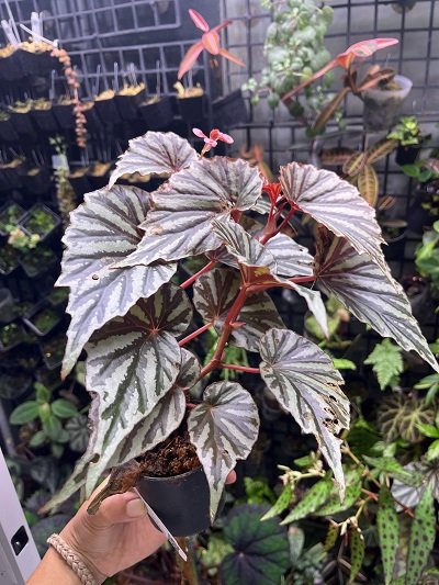 Begonia irian jaya