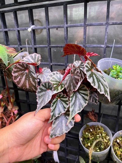 Begonia irian jaya