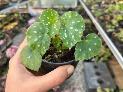 Begonia jiewhoei