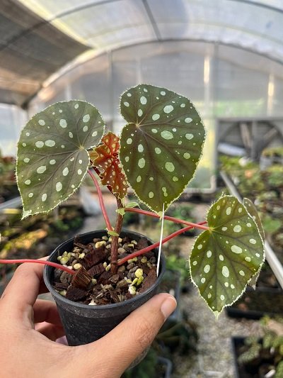 Begonia jiewhoei dark form