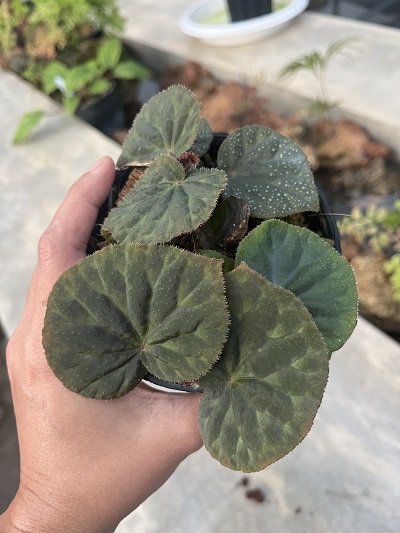 Begonia luzhaiensis
