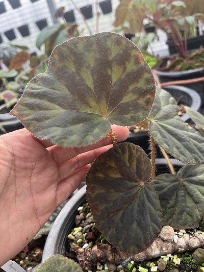 Begonia luzhaiensis
