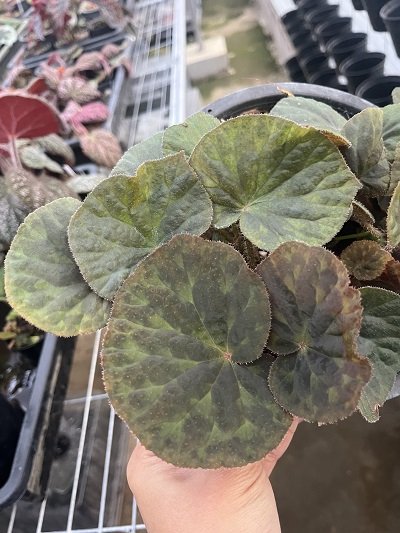 Begonia luzhaiensis