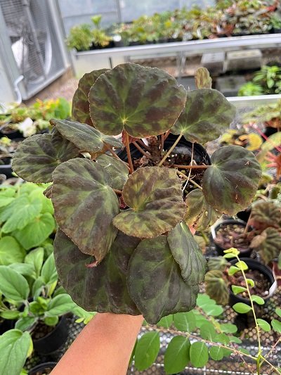 Begonia luzhaiensis