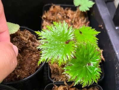 Begonia lyallii