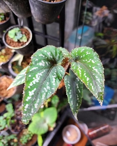 Begonia mariachristinae