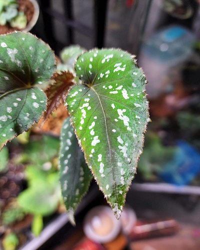 Begonia mariachristinae