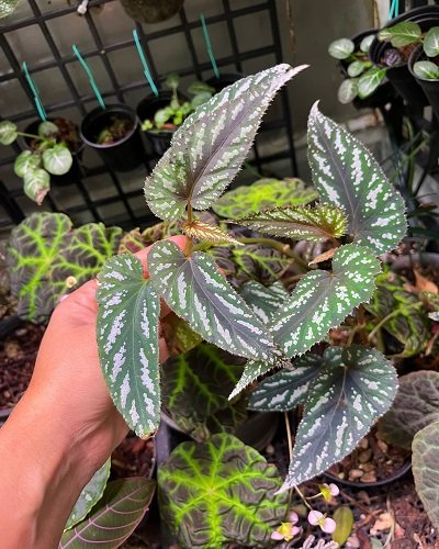 Begonia mariachristinae