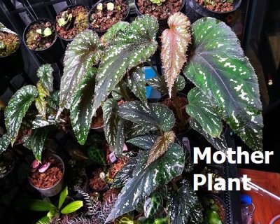 Begonia mariachristinae