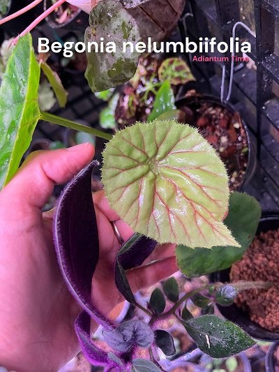 Begonia nelumbiifolia