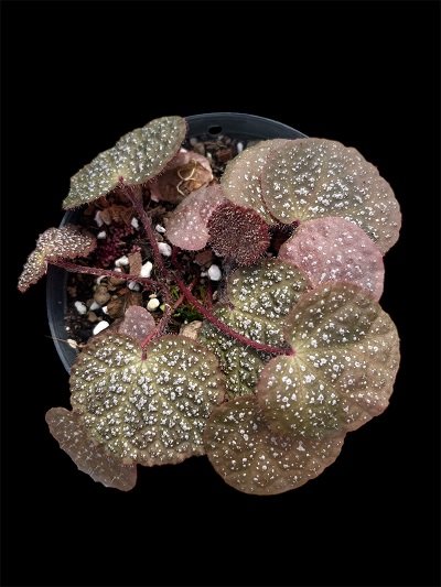 Begonia ningmingensis X nahangensis