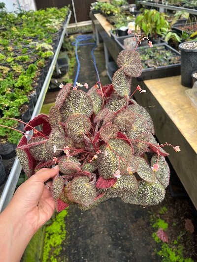 Begonia ningmingensis X nahangensis