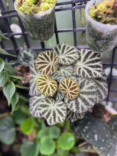 Begonia ningmingensis var. bella