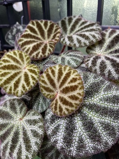 Begonia ningmingensis var. bella