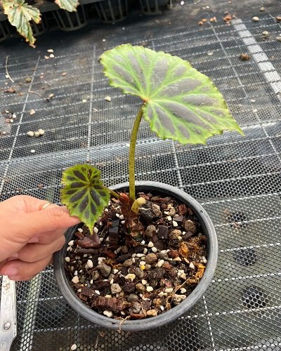 Begonia plebeja