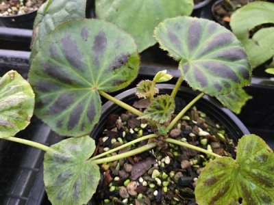 Begonia plebeja