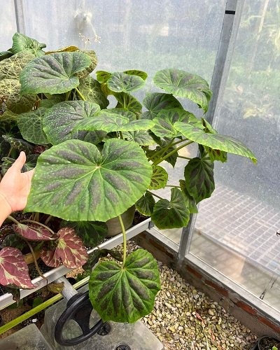Begonia plebeja
